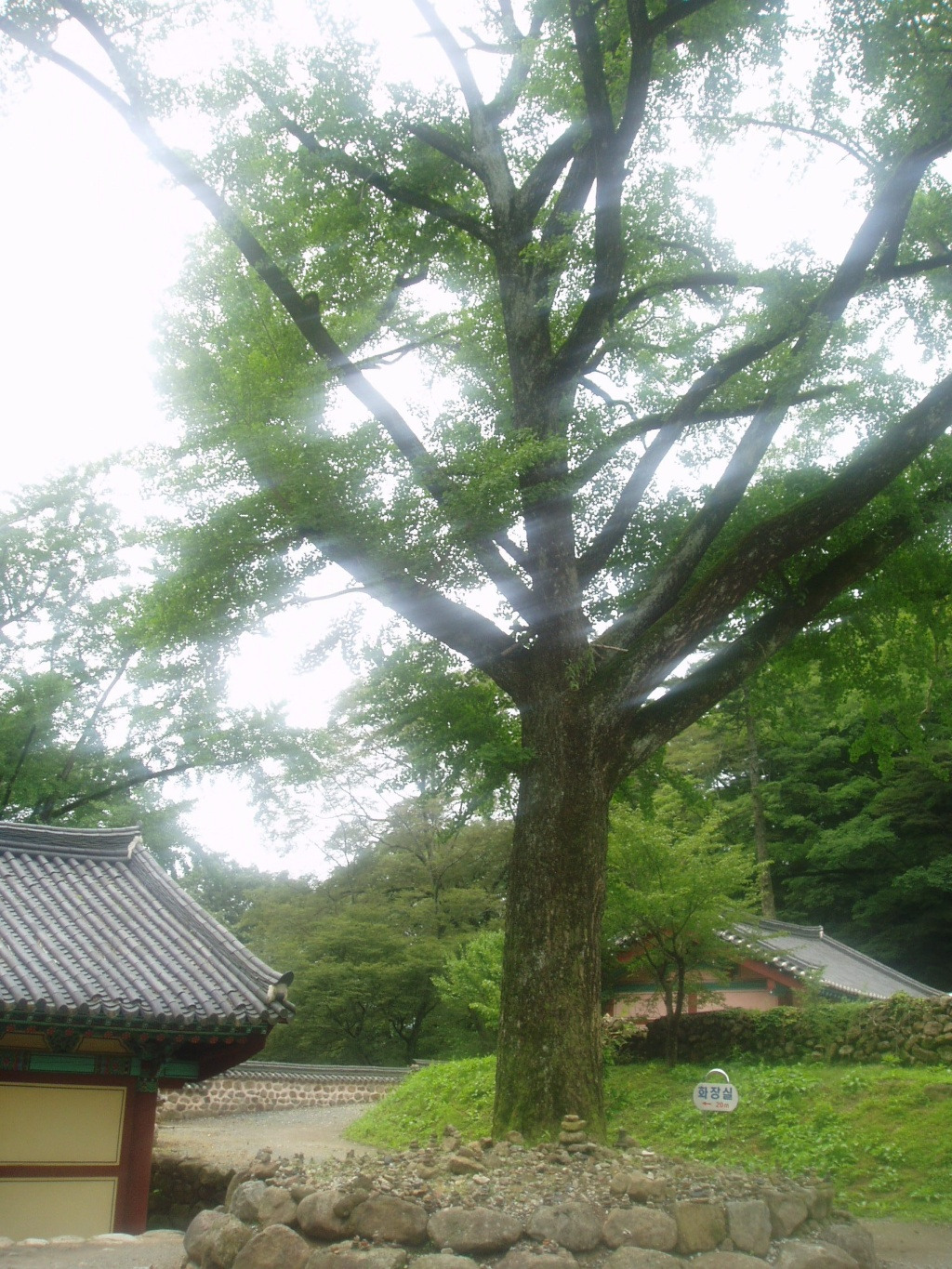 심원 이미지